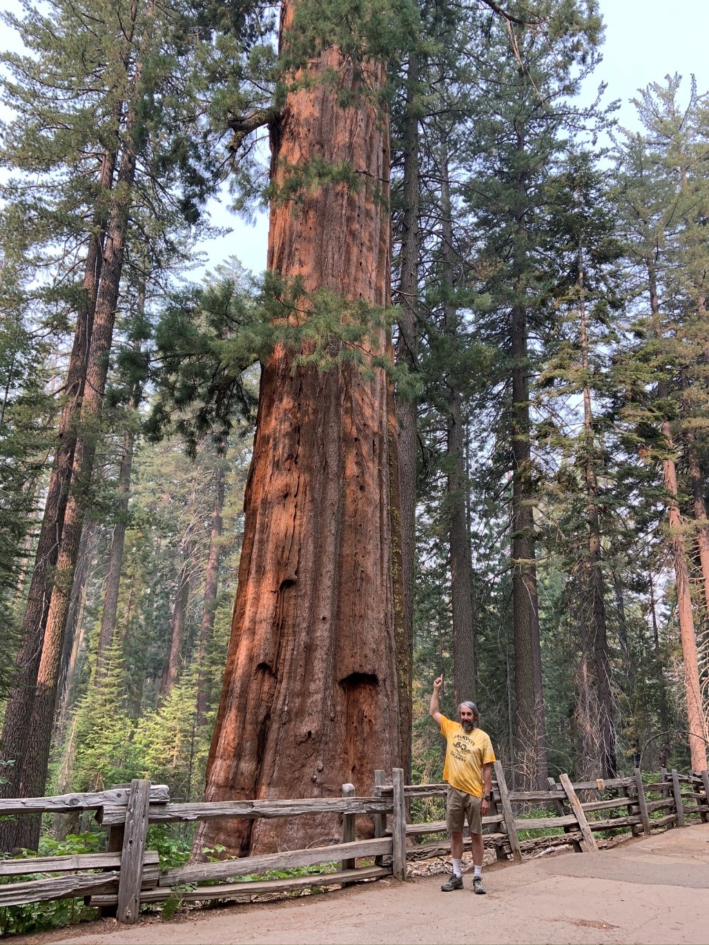 Yosemite - Sequoia trees